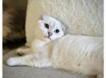 Dolates - Scottish Fold Kitten For Sale - Bergenfield, NJ, US