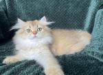 Sale Shana Highland straight - Scottish Straight Kitten For Sale - Hollywood, FL, US