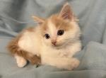 Ken - Ragdoll Kitten For Sale - Battle Ground, WA, US