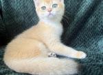 Sharon - British Shorthair Kitten For Sale - Hollywood, FL, US