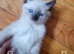 Creamy - Birman Kitten For Sale - Highland Park, NJ, US