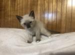 Siamese Kittens - Siamese Kitten For Sale - Frisco, TX, US