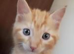 Sunny - Domestic Kitten For Sale - Highland Park, NJ, US