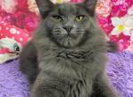 Natalia Blue Smoke - Maine Coon Kitten For Sale - 