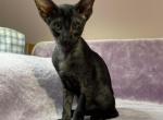 Aiya - Oriental Kitten For Sale - 