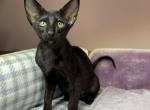 Asti - Oriental Kitten For Sale - 