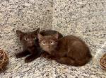 Chocolate  Male Kitten - British Shorthair Kitten For Adoption - Orlando, FL, US