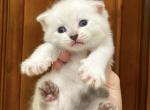 Scottish Fold Color Point  Male - Scottish Fold Kitten For Sale - Orlando, FL, US