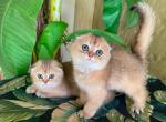 Scottish Fold Golden  Male - Scottish Fold Kitten For Sale - Orlando, FL, US