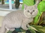 British Shorthair Lilac  Male - British Shorthair Kitten For Sale - Orlando, FL, US