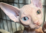 Allan - Sphynx Kitten For Sale - NY, US