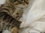 Kitten 1 - Domestic Kitten For Adoption - 