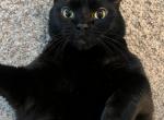 Sammy - Domestic Cat For Adoption - 