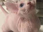 Diana - Bambino Kitten For Sale - NY, US