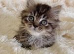 Independence litter - Minuet Kitten For Sale - Bedford, VA, US