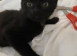 Kitten 2 - Domestic Kitten For Sale - Tampa, FL, US