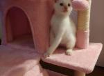 Snow - Domestic Kitten For Sale - 