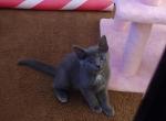 Charlie - Domestic Kitten For Sale - 