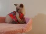 Mittens - Domestic Kitten For Sale - Fairlawn, OH, US