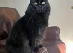 Nina - Domestic Cat For Sale - 