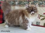 CFA Chocolate White Smoke bicolor male - Persian Kitten For Sale - 