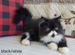 CFA Black and White - Persian Kitten For Sale - Raphine, VA, US