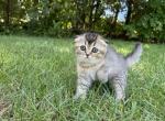 Lina - Scottish Fold Kitten For Sale - 