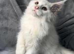 Mr Dax - Maine Coon Kitten For Sale - Denton, TX, US