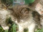 TICA certified Siberian kittens - Siberian Kitten For Sale - Bellingham, WA, US