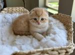 Adorable Scottish Fold Kittens - Scottish Fold Kitten For Sale - 