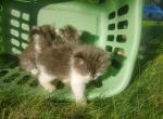 TICA Siberian kittens - Siberian Kitten For Sale - Bellingham, WA, US