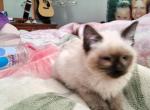 Marabell - Siamese Kitten For Sale - Waupaca, WI, US