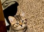 Shere Khan British Shorthair - British Shorthair Kitten For Sale - 