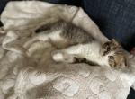 No name - Scottish Fold Kitten For Adoption - Krakow, WI, US