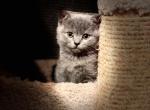 Casper Scottish Straight - Scottish Straight Kitten For Sale - 