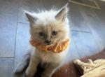 Medium hair Siamese kitten aka balinese - Siamese Kitten For Sale - 