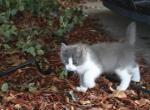 Fluffballs - Domestic Kitten For Sale - 