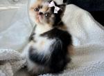 Sweet Daisy - Persian Kitten For Sale - Arlington Heights, IL, US