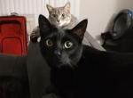 Dabi and Luna - Domestic Cat For Adoption - Jacksonville, FL, US