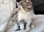 Tiara - Persian Kitten For Sale - Arlington Heights, IL, US