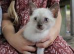 Siamese Mix baby - Domestic Kitten For Sale - 