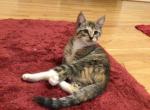 Julia - Domestic Kitten For Sale - Nottingham, MD, US