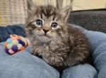 Storm - Siberian Kitten For Sale - Saint Clair, MO, US