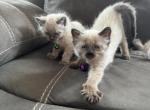 Purple - Balinese Kitten For Sale - Plainfield, IN, US