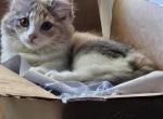 Only 1 calico left with a  PRICE REDUCTION - Munchkin Kitten For Sale - 