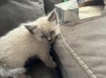 Brown - Balinese Kitten For Sale - Plainfield, IN, US