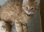 Fluffy - Domestic Kitten For Adoption - 