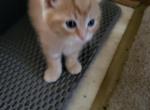 Fatty - Domestic Kitten For Sale - Middlesex, NJ, US