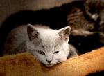 Mary Jane British Shorthair - British Shorthair Kitten For Sale - Derry, NH, US