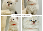 Orange Collar Female - Siberian Kitten For Sale - 